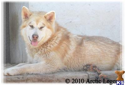 SUPER GIANT RED ALASKAN MALAMUTES COMING